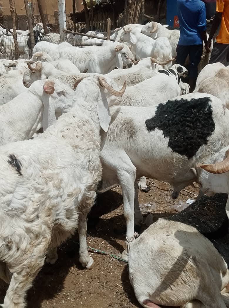 Sheep market in Niamey