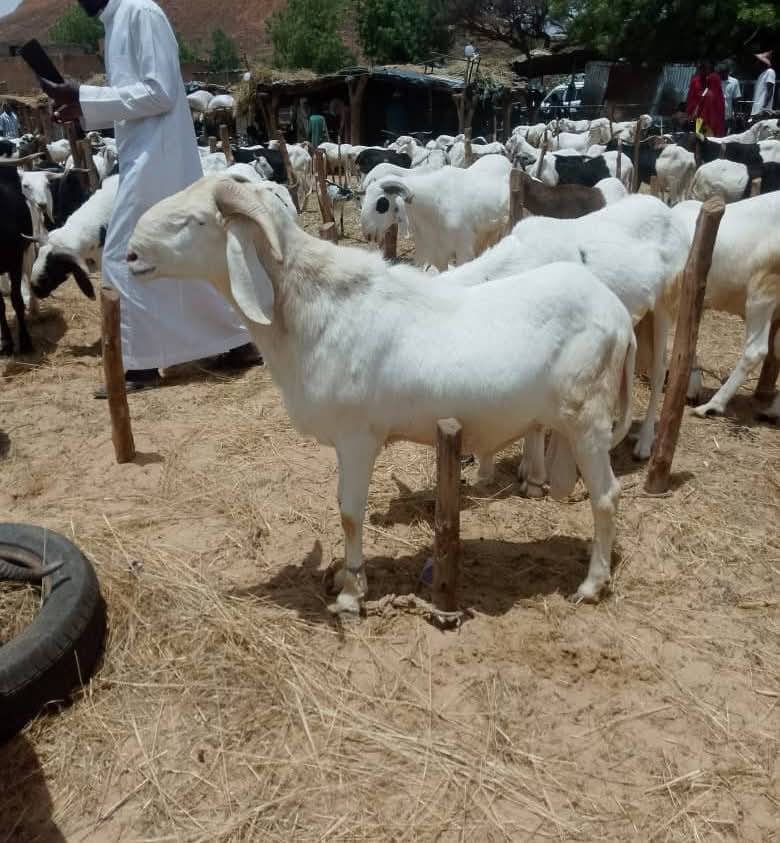 Chili pepper price surge in Niamey