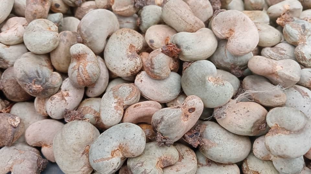 Poor cashew harvest in Côte d'Ivoire linked to erratic rainfall and unsustainable farming methods