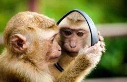 Ces animaux qui reconnaissent leur reflet&nbsp;: signe d’une intelligence rare