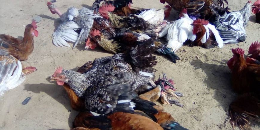 Chad : Rising poultry prices in Ati strain households and traders